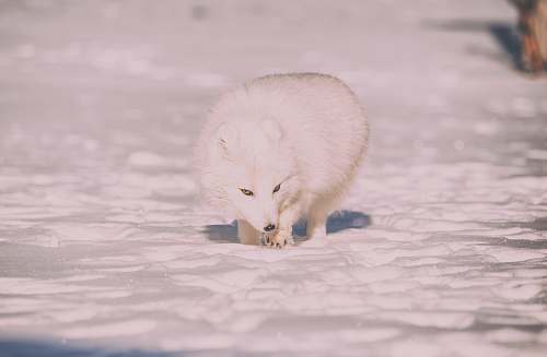 fox wildlife photography of white fox wildlife